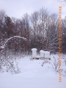 Beehives in snow