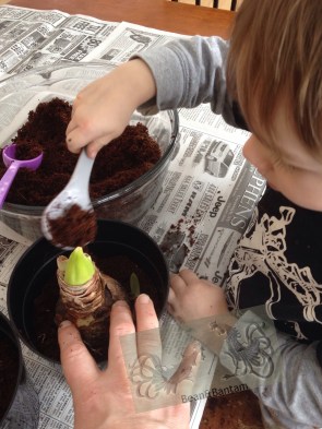 Test the level of soil by placing a bulb on top (ask for help! children love to help).  You want each full enough so that the bulb will be 7/8 covered with soil once planted, with about an inch of pot above the soil level for ease of watering later.