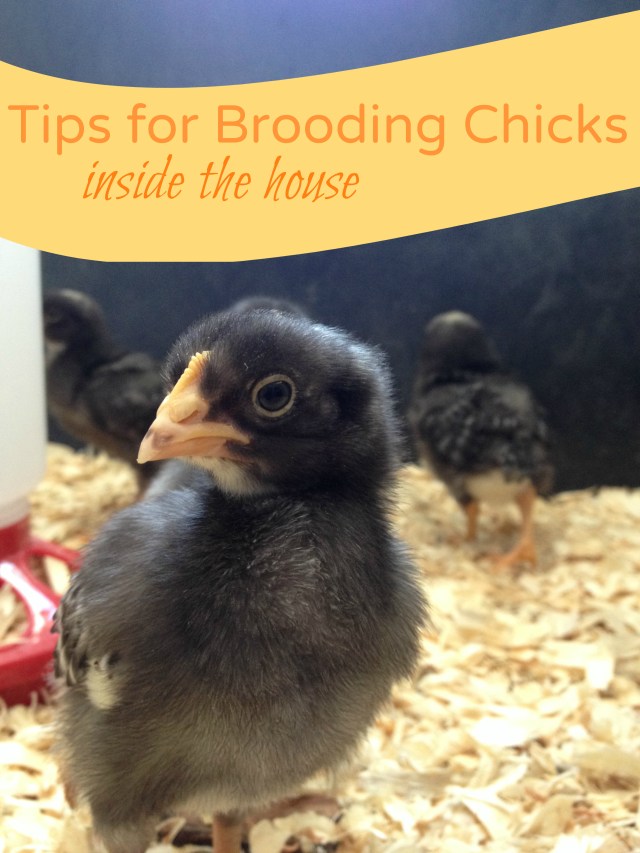 Tips for safely raising chicks in an indoor brooder in early spring, safely raising chicks inside the house and staying sane!