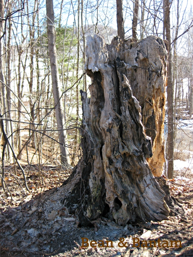 Road-side stump, maple or chestnut? 