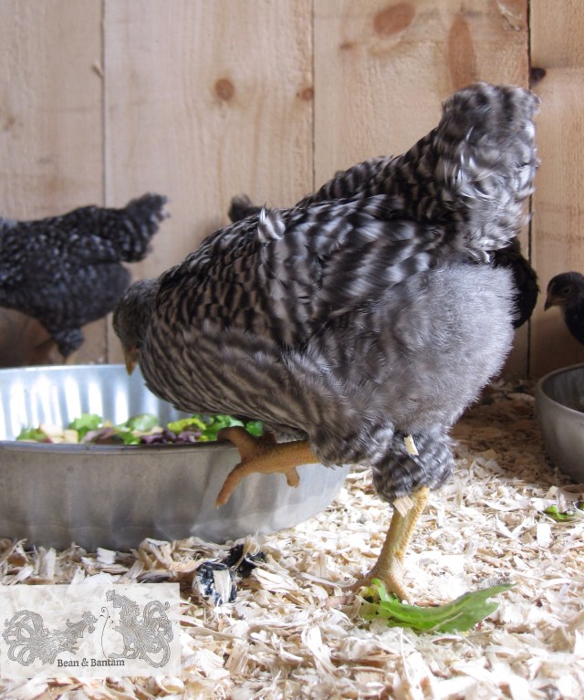 rooster butt feathers
