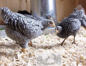 Young Barred Rocks in the Coop