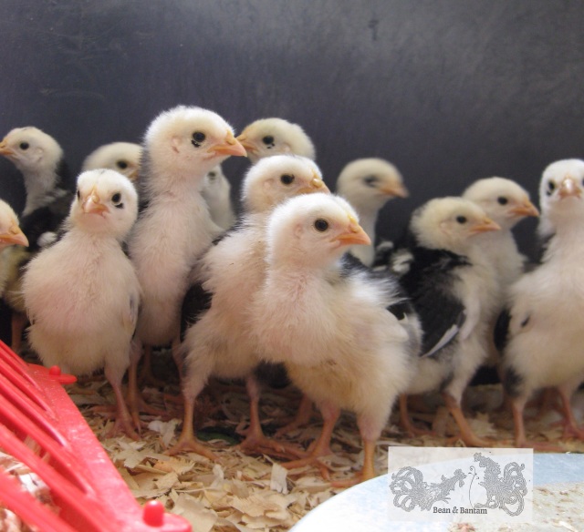 Gang of mottled java chicks