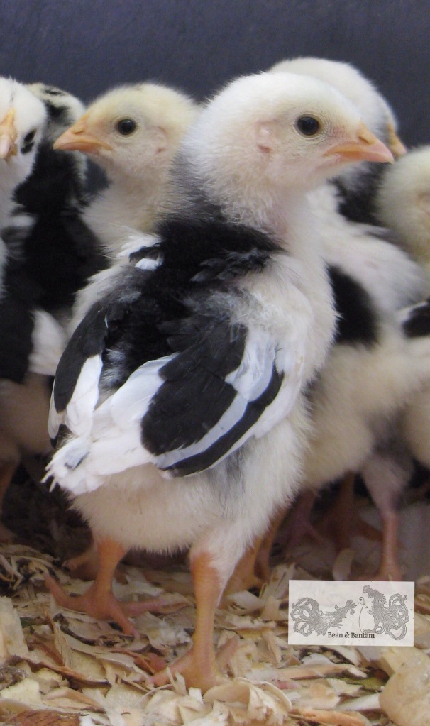 Mottled Java chick 10 days old