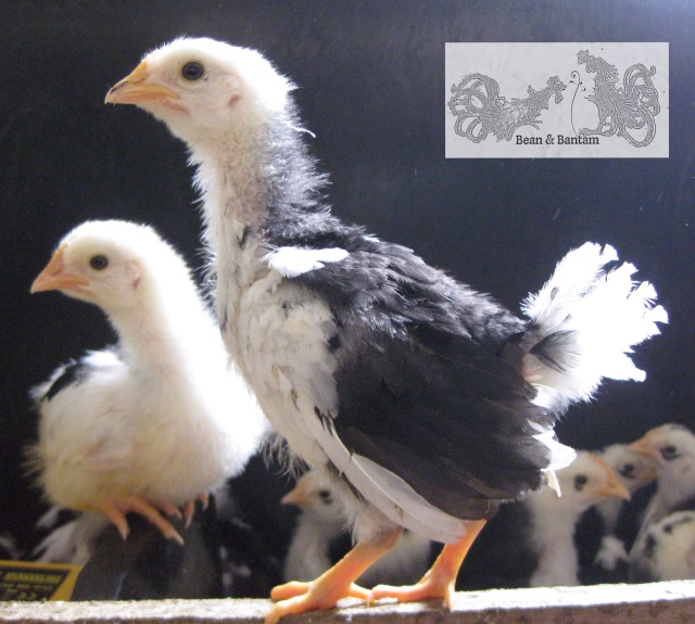 Mottled Java chick, two weeks