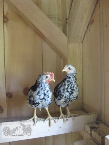 Mottled java rooster and hen, almost two months old
