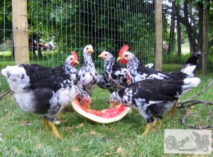Happy chickens