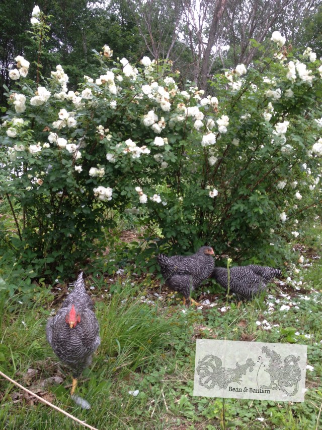 White roses at the front of the bee yard (now a Wild Garden)