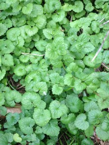 creeping charlie as a ground cover in the pollinator garden