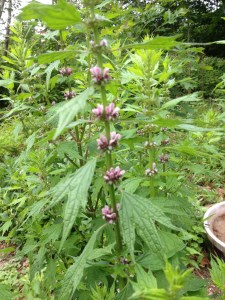 motherwort in the pollinator garden
