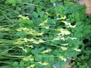 Yellow sorrel and I think a grass known as carex scoparia (clump forming) gone to seed