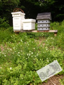 The Bee Yard has become a weed garden, a wild garden of selected weeds.