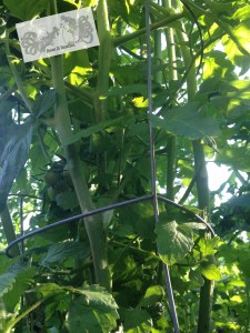 growing tomato plant