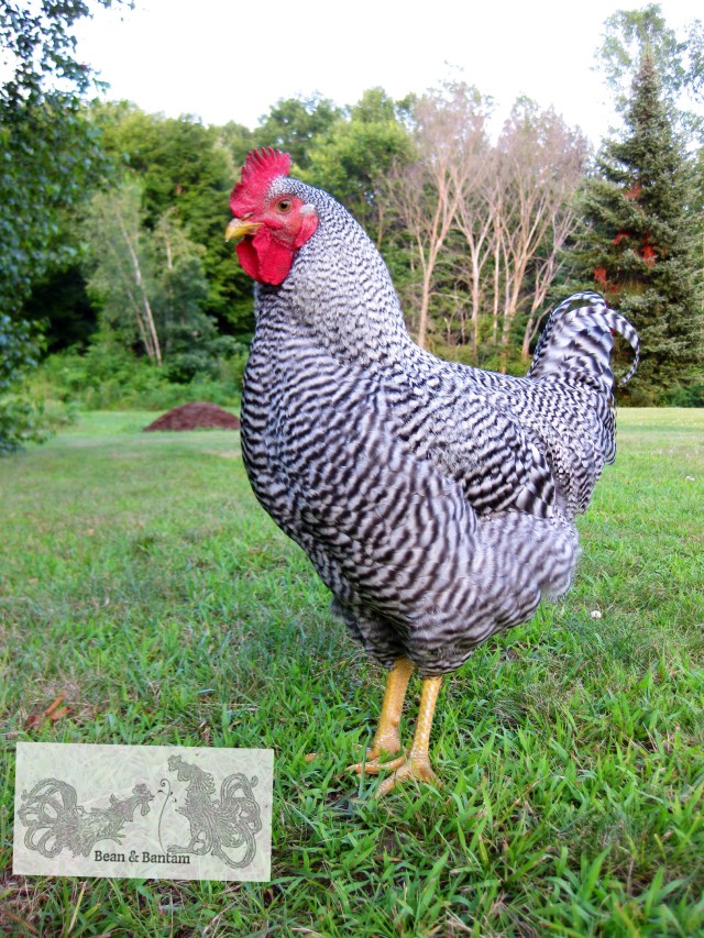 Tips for Brooding Chicks Indoors – BEAN & BANTAM