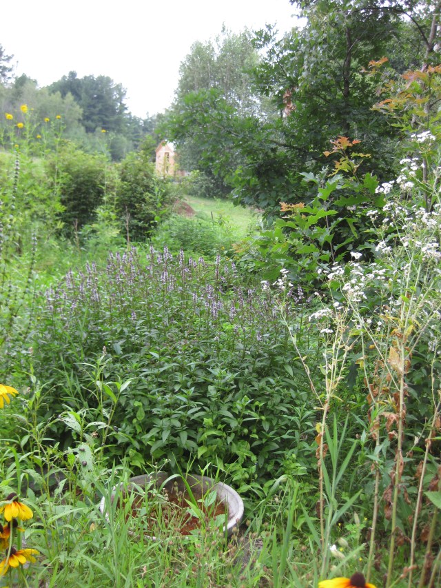 flowering mint and black eyed susan and another flowering weed in the wild pollinator garden, with a view of the chicken coop in the background