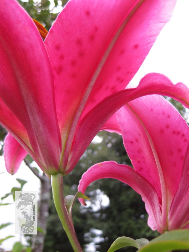 August blooming: the oriental lily - these lilies smell divine, and they have a sort of cantilevered structural magic, like medieval cathedrals with their flying buttresses...