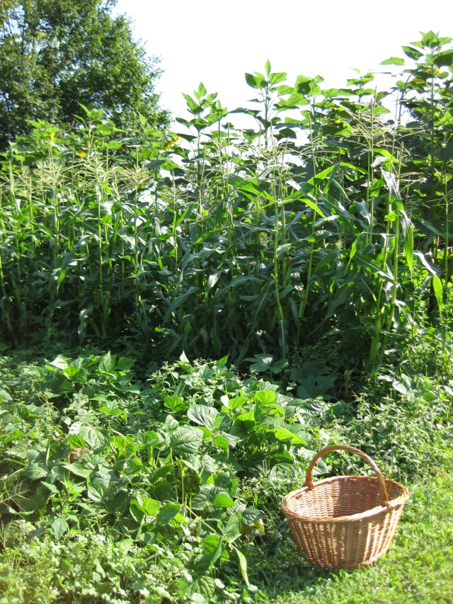 The garden in August, ready to harvest tomatoes, corn, cukes, beans, chard...