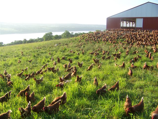 Handsome Brook Farm, one of the Inc. 500 fastest growing companies for 2015, selling eggs from pasture-raised hens. Photo courtesy of Handsome Brook Farms.