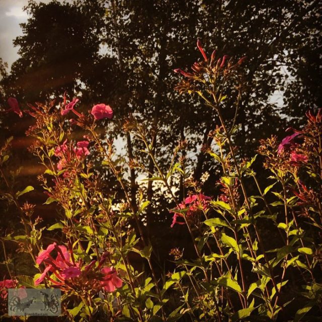 Phlox and tree silouhettes in the wild garden at sunset